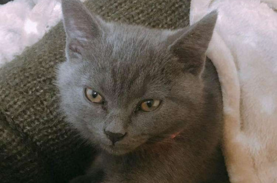 英国短毛猫怎么养