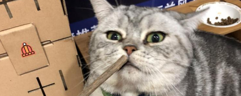 木天蓼棒对猫有危害么