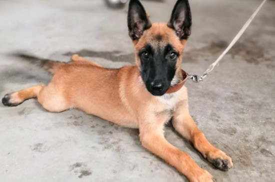 比利时玛利诺犬怎么样，价格多少好养不