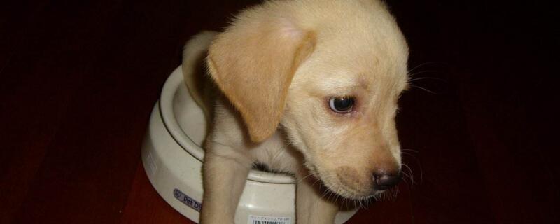 拉布拉多幼犬喂养方法