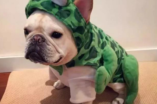 英国斗牛犬能吃红薯吗