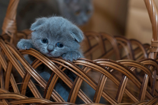 家养猫咪多久驱虫一次