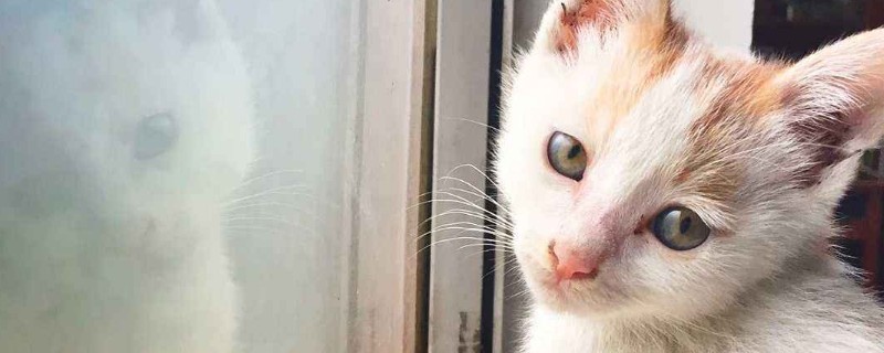 猫耳朵怎么清理