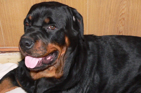 罗威纳犬和杜宾区别