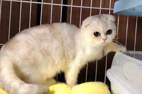 折耳猫都会发病吗