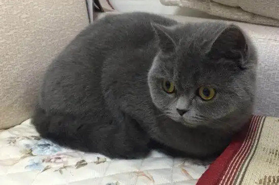英短母猫会发腮吗