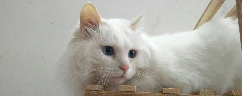 狮子猫的缺点