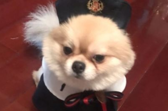 狗狗可以吃花生吗