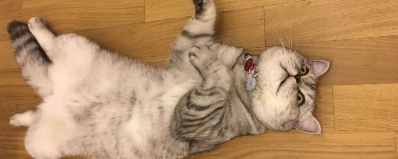 猫挑食是什么原因