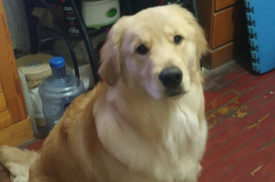 金毛犬性格温顺吗，金毛是三大温顺犬之一