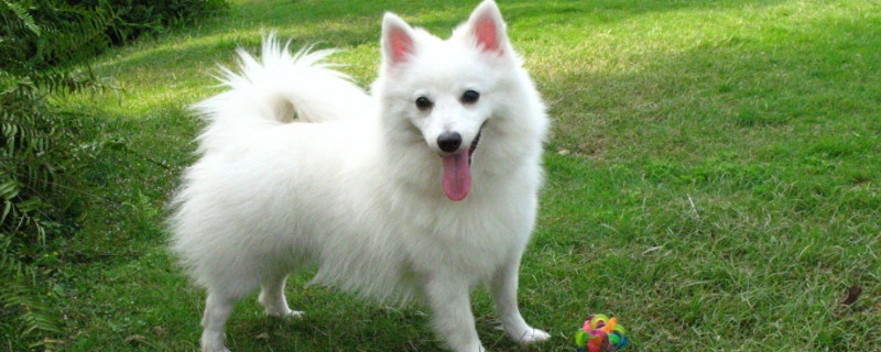 银狐犬智商排第几