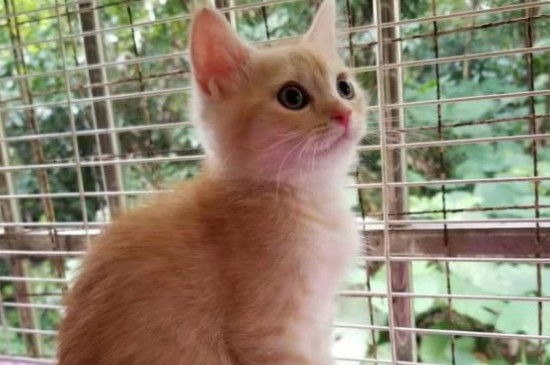 猫耳朵怎么清理