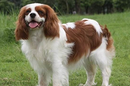 骑士查理王猎犬多少钱，价格大概在800-3000元左右