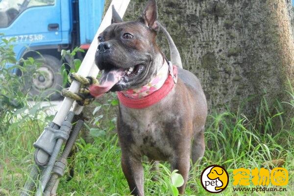 川东猎犬是世界稀有品种，仅中国特有的中型猛犬