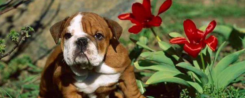 英国斗牛犬能吃红薯吗