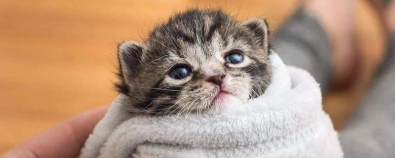 猫咪上完猫砂爬床不脏吗
