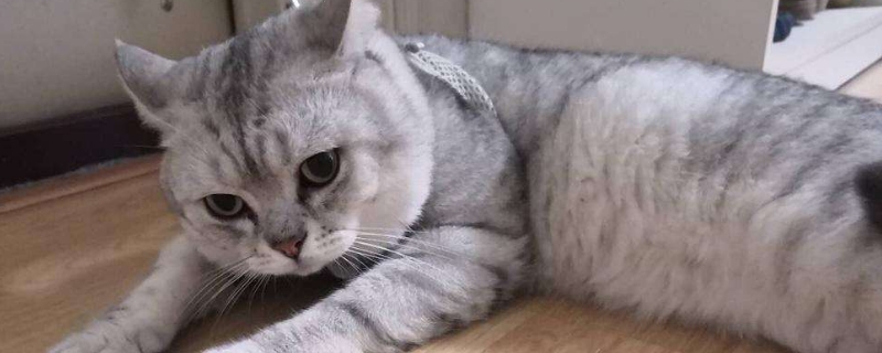 猫会不会游泳