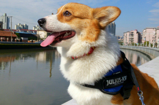 小型短毛犬有哪些品种