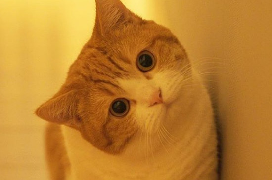 猫吃蟑螂吗