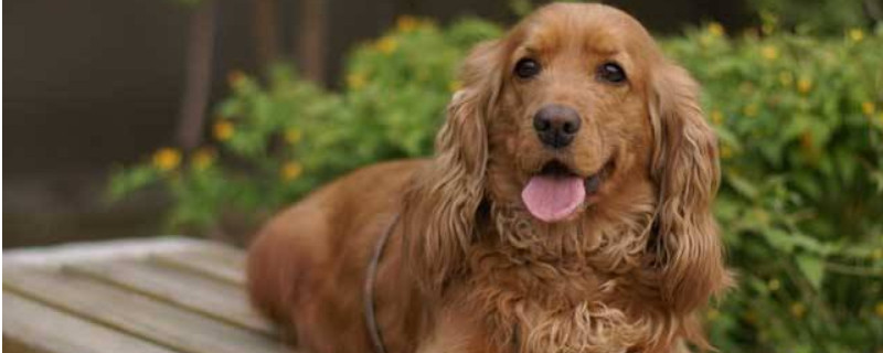 英国可卡犬的优缺点