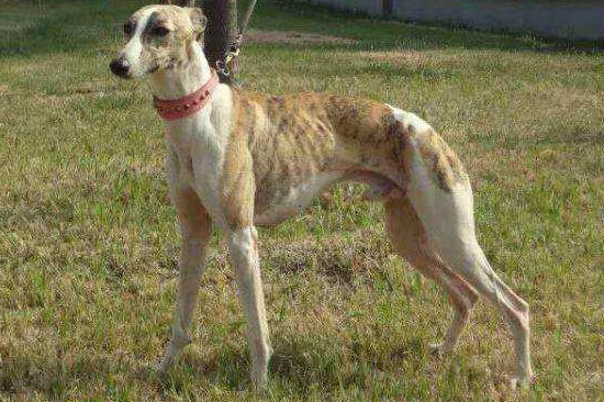 惠比特犬怎么养