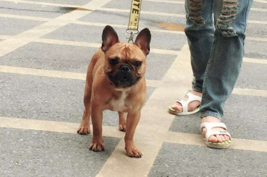 法牛犬好养吗