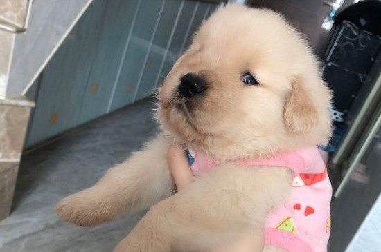 金毛犬怎么养
