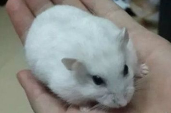 仓鼠的寿命有多长?死前有什么征兆?