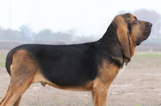 短毛大型犬有哪些品种
