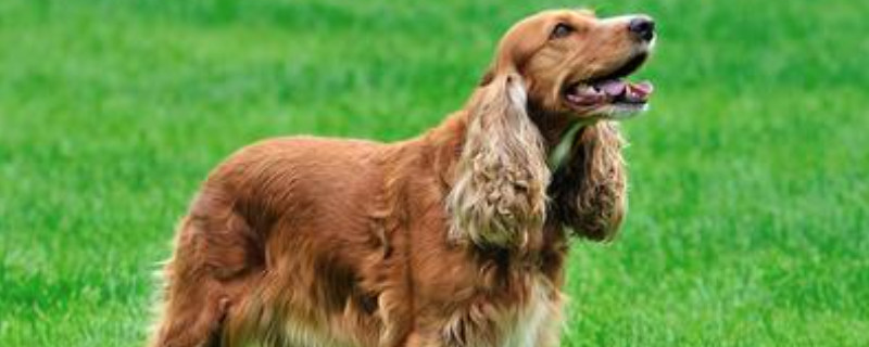 可卡犬智商相当于几岁