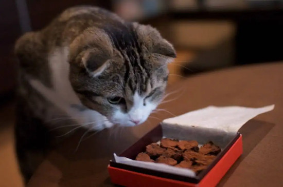 猫可以吃巧克力吗?