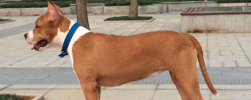 斯塔福犬多少钱一只，大概要3000元左右一只