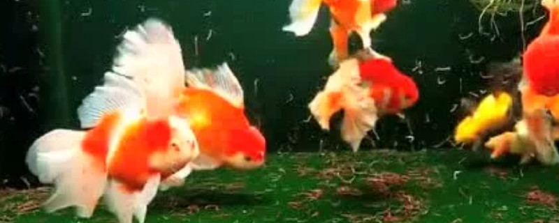 金鱼肚皮朝上怎么回事