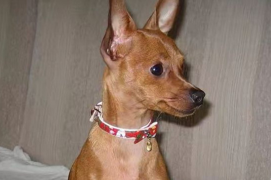 小鹿犬的缺点
