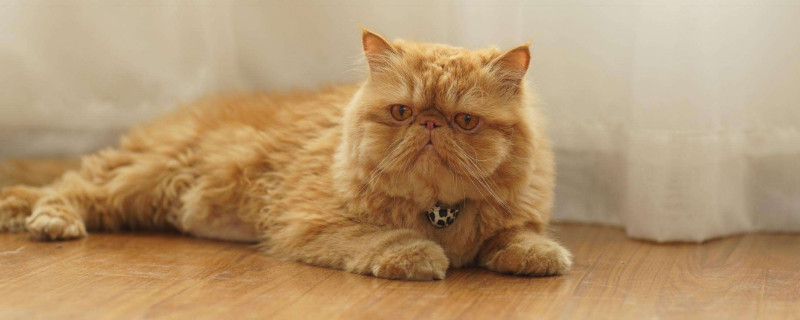 异国短毛猫怎么养