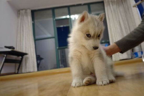 狗狗身上黑色硬块结痂怎么治