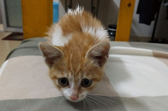 猫咪吐黄水但精神好