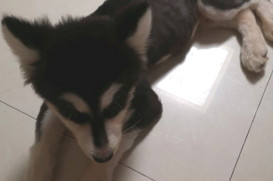 怎么训练狗狗指定地点拉屎