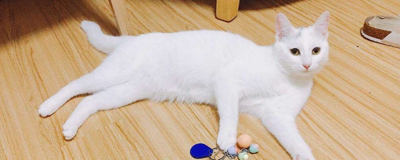 猫可以吃什么