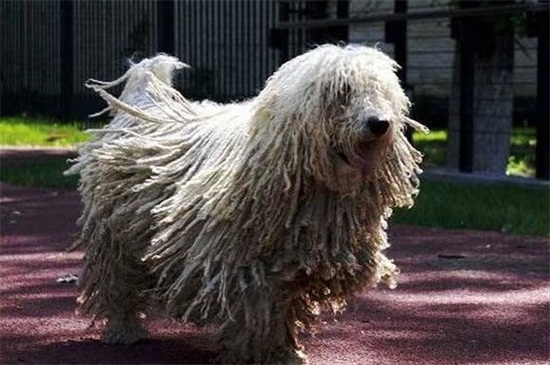 拖把犬多少钱一只，价格在1000～12000元左右