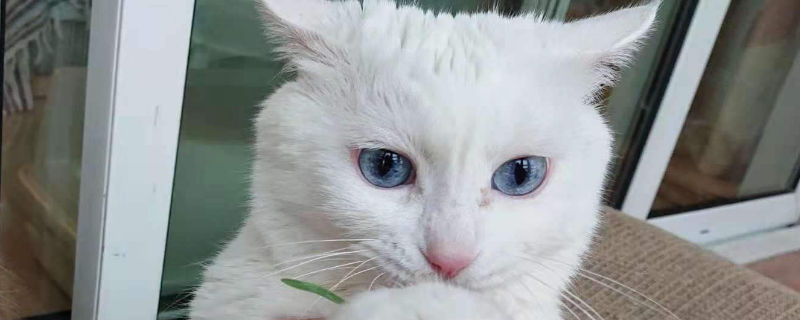 猫能吃绿萝吗