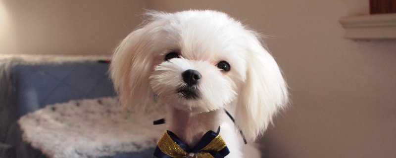 马尔济斯掉毛吗