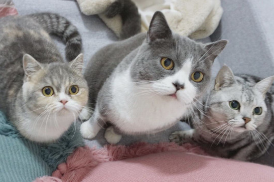猫去势手术是什么，去势就是给猫咪做绝育