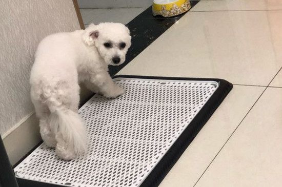 比熊犬难产症状