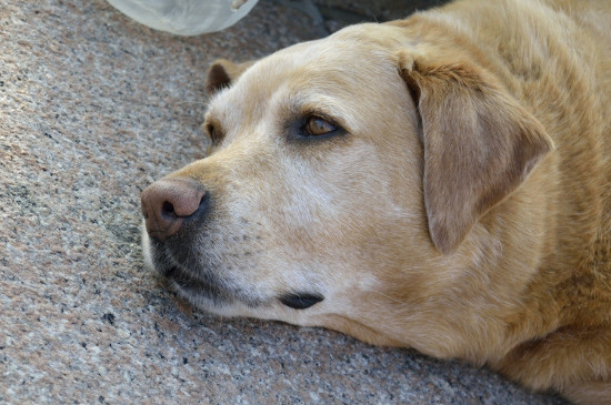 拉布拉多犬什么颜色贵