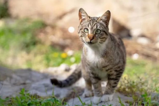 猫咪打嗝一抽一抽的怎么回事