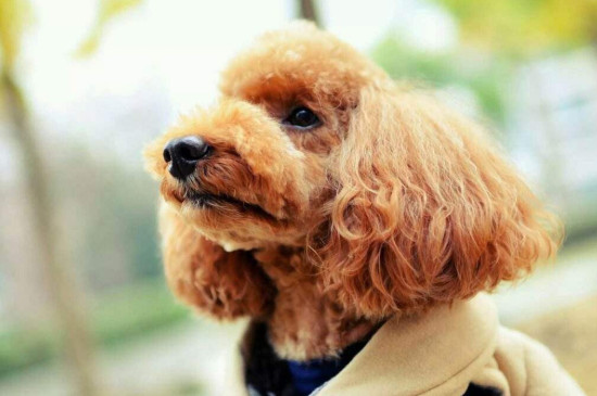 狗狗死前的前兆