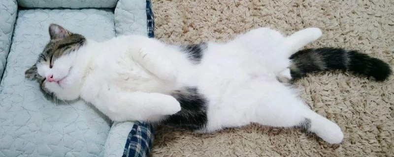 公猫肚子上长粉色痘痘