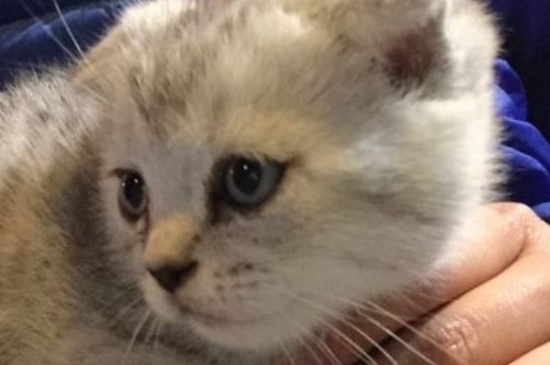 猫咪寄养需要注意些什么
