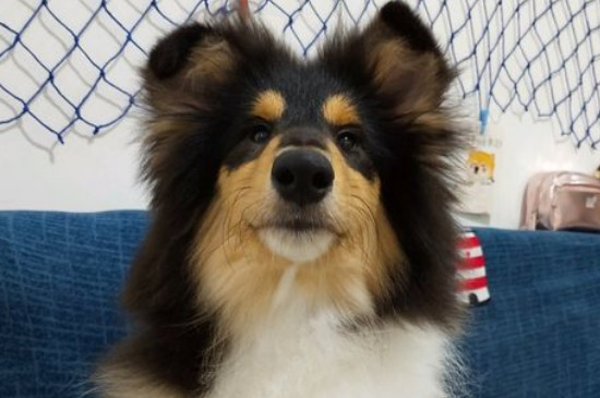 苏格兰牧羊犬好养吗